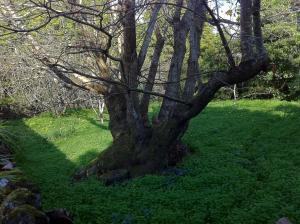 Zahrada ubytování Quinta do Espírito Santo