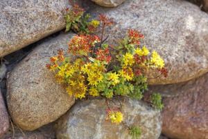 a bunch of flowers sitting on top of rocks at Lotsenstieg 2 Kajuete 04 in Ostseebad Karlshagen +7 photos