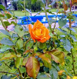 una rosa arancione cresce in un giardino di Posada Quinta Pata a Ezeiza