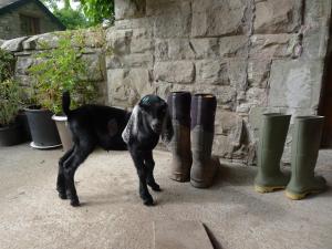 a black dog standing next to a pair of boots at Glanwye in Hay-on-Wye