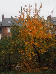 uma árvore com folhas cor de laranja em frente a um edifício em L'Etage em Rennes