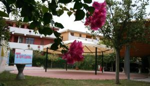 dwa różowe kwiaty wiszące na drzewie przed budynkiem w obiekcie Hotel Residence Turium w mieście Santa Maria del Cedro
