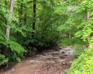 un arroyo en medio de un bosque con árboles en Comfort Inn & Suites LaVale - Cumberland, en La Vale