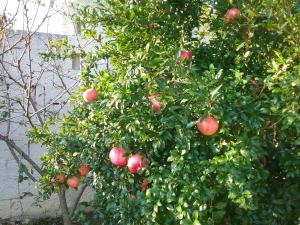 Zdjęcie z galerii obiektu LI CURTI B&B w mieście Melissano