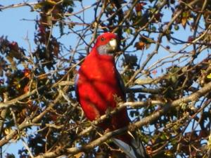 a red bird perched on top of a tree branch at Yasuragi Cabins in Brogo