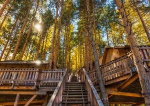 a set of stairs in a forest with trees at Oi-Qaragai Mountain Resort in Besqaynar