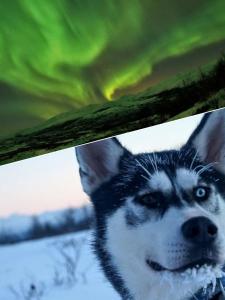 Majutusasutuse Abisko net Hostel & Huskies külastajatega peatuv lemmikloom või lemmikloomad