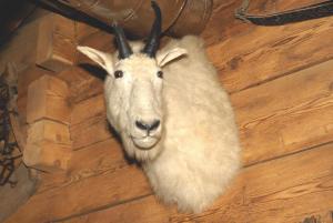 Altri animali domestici presso la locanda o nei dintorni