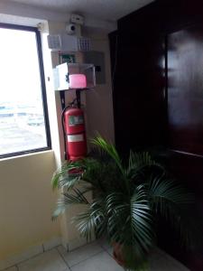 a plant in a corner of a room with a fire extinguisher at Hostal Buenaventura Ibarra in Ibarra