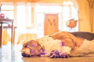 un cane marrone e bianco steso sul pavimento di Hotel Magdalena im Zillertal - Urlaub mit Hund a Ried im Zillertal