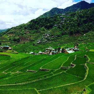 a large green field with a mountain in the background at BATAD Rita's Mount View Inn and Restaurant in Banaue +36 photos