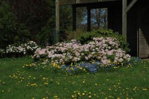 a bunch of flowers in the grass next to a house at Hof Eckhorst in Güby