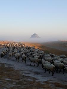 una manada de ovejas caminando por un camino en la niebla en L'Hirondelle, en Pontorson