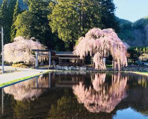 a reflection of a weeping cherry tree in a pond at Hida Takayama Hotel Viera Resort (Adult Only) in Takayama