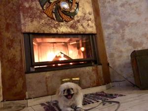 a small white dog sitting in front of a fireplace at Hotel Epavlis in Drama