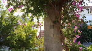 A garden outside Villa Patmos Netia