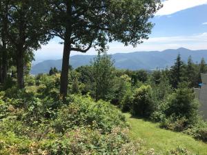 a view of a hill with trees and bushes at Le Belvédère - GÎTES MARCK in Turckheim