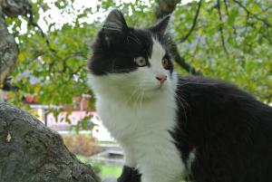 Ospiti di Haus Fischer Nassfeldblick con animali domestici