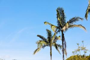 duas palmeiras em frente a um céu azul em Town and Country Motel em Sydney