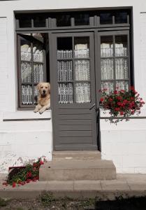 un chien assis dans la fenêtre d'une maison dans l'établissement La Ferme De Tigny, à Tigny-Noyelle