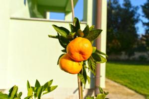 Fotografie z fotogalerie ubytování Apartments Bernarda 1773 v destinaci Banjole