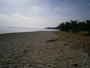 a sandy beach with palm trees and the ocean at Petros Studios in Póros Kefalonias