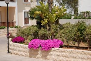 a planter filled with pink flowers and plants at Aktea Beach Village in Ayia Napa
