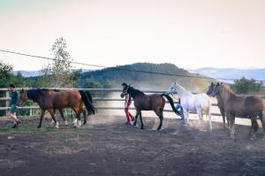 un groupe de chevaux circulant dans un champ dans l'établissement Le Petit Rias Gîte Soleil, à Saint Maurice en Chalencon