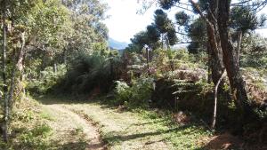 a dirt road in the middle of a forest at Gran Camping Cabanas da Fazenda in Visconde De Maua