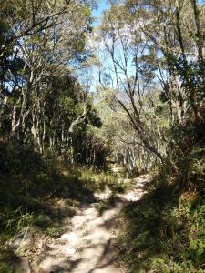 a dirt road in the middle of a forest at Gran Camping Cabanas da Fazenda in Visconde De Maua