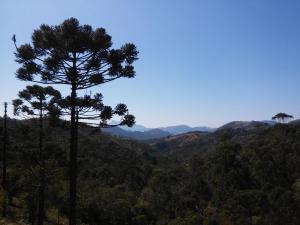 a pine tree in the middle of a valley at Gran Camping Cabanas da Fazenda in Visconde De Maua