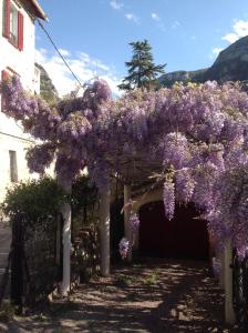 a pergola covered in purple wisterias at La cigale in Gourdon