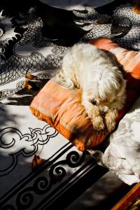 a white dog sleeping on top of a bed at "Casa ibero" Bubion in Bubión +69 photos