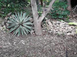 Giardino di ti case gwada location