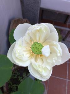 Fotografie z fotogalerie ubytování 左營蓮潭百年古厝 v destinaci Kao-siung