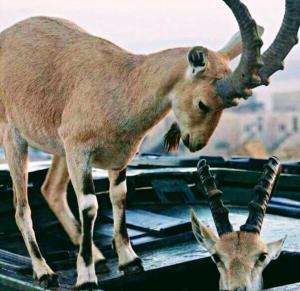 Animales en el hostal o pensión o alrededores