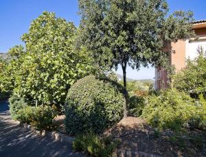 a garden with bushes and a tree and a building at Résidence Suarella in Saint-Florent