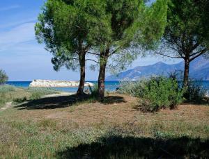 two trees on a beach near the water at Résidence Suarella in Saint-Florent