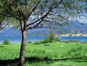 a tree in a field next to a body of water at Résidence Suarella in Saint-Florent