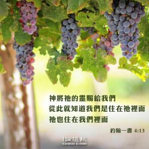 台東市的住宿－葡萄園民宿，挂在藤上的一束葡萄