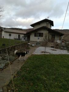 a dog walking in front of a house at B&b La Violetta in SantʼAnna Pelago