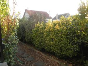 a hedge of bushes with a house in the background at Chambres d'hôtes Les Nefliers in Amboise