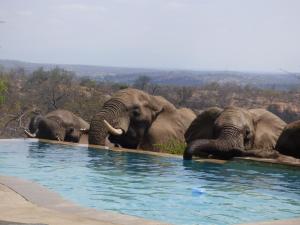 een kudde olifanten die rond een plas water staan bij Mbizi Bush Lodge in Grietjie Wildreservaat