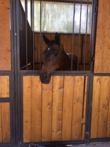 a horse sticking its head out of a stall at Agriturismo Helianthus in Oleggio