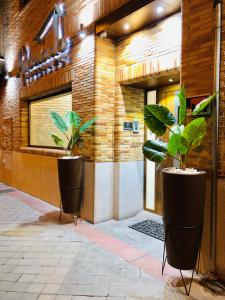 due piante in vaso di fronte a un edificio di Hostal Granado a Madrid
