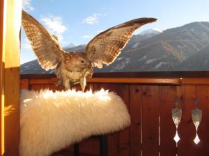 an owl sitting on a chair with its wings spread at Klampererhof in Virgen