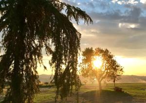 a tree in a field with the sunset in the background at B&B La Casa Del Sole in Sala Baganza