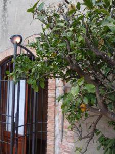 Vonkajšia záhrada v ubytovaní Casa Agostini