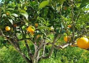 Gallery image of Hacienda Orange Garden in Firgas