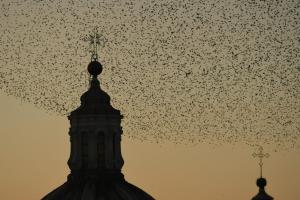un grand troupeau d’oiseaux volant au-dessus d’un bâtiment dans l'établissement Relais Arco Della Pace, à Rome